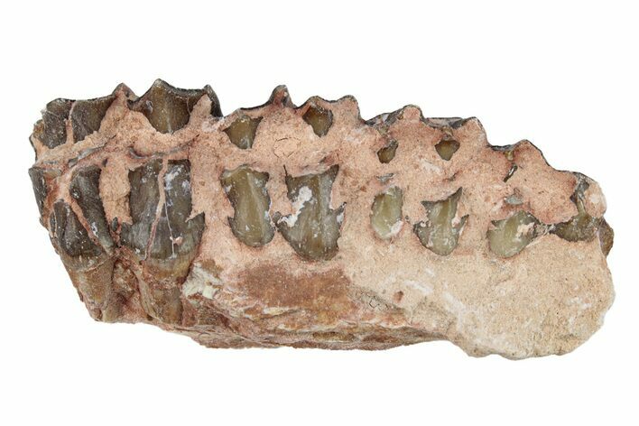 Oreodont (Merycoidodon) Jaw Section - South Dakota #254976